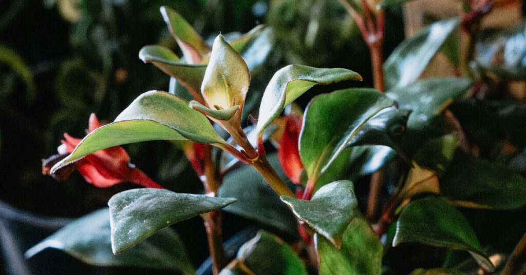 Lipstick Plant: A Vibrant Trailing Bloomer for Bright Spaces