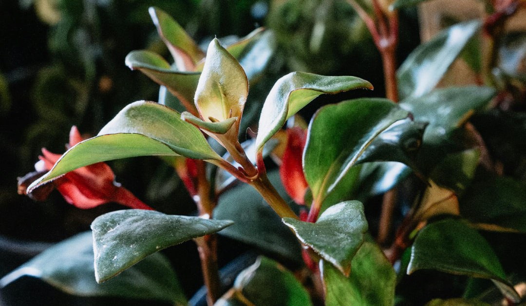 Lipstick Plant