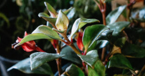 Lipstick Plant: A Vibrant Trailing Bloomer for Bright Spaces