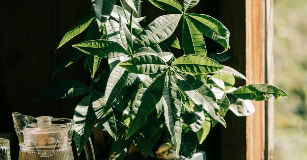 The Symbol of Prosperity: Why Money Tree Brings Fortune and Beauty Home