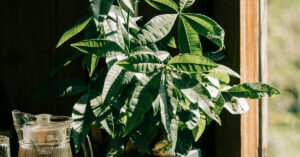 The Symbol of Prosperity: Why Money Tree Brings Fortune and Beauty Home