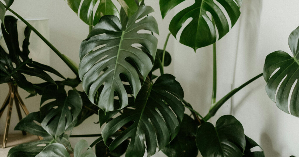 Monstera Deliciosa: The Instagram-Famous Statement Plant