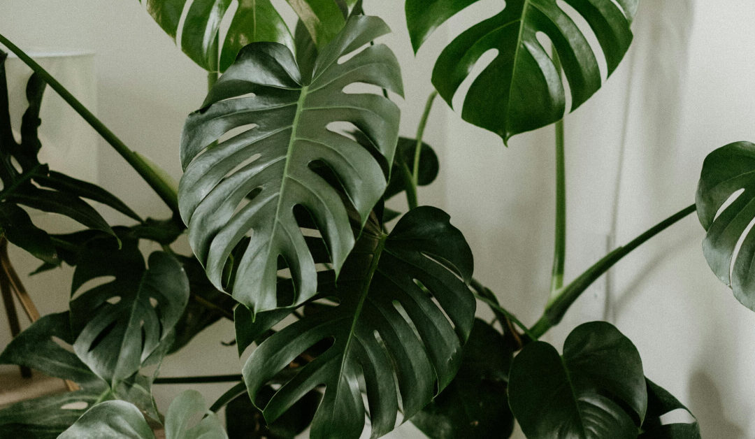 Monstera Deliciosa