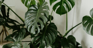Monstera Deliciosa: The Instagram-Famous Statement Plant