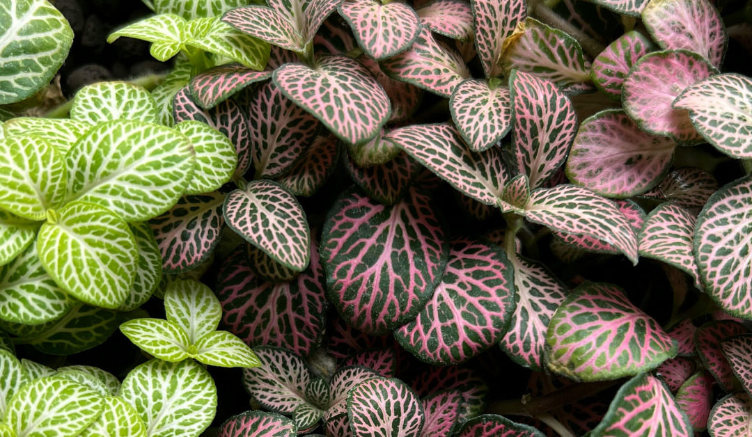 Nerve Plant