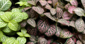 Nerve Plant: A Colorful Foliage Plant for Humid Indoor Spaces