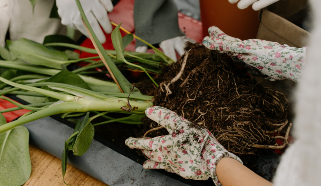 Overwatering Recovery: Rehabilitating Soggy Roots