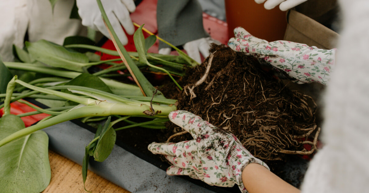 Overwatering Recovery: Step-by-Step Guide to Rehabilitating Soggy Roots