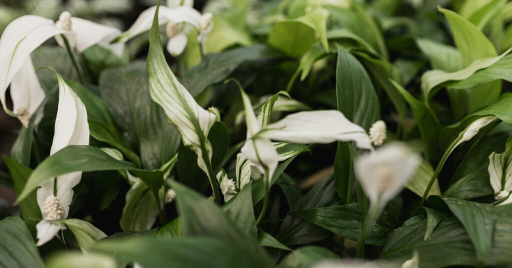 Peace Lily: The Elegant Flowering Houseplant