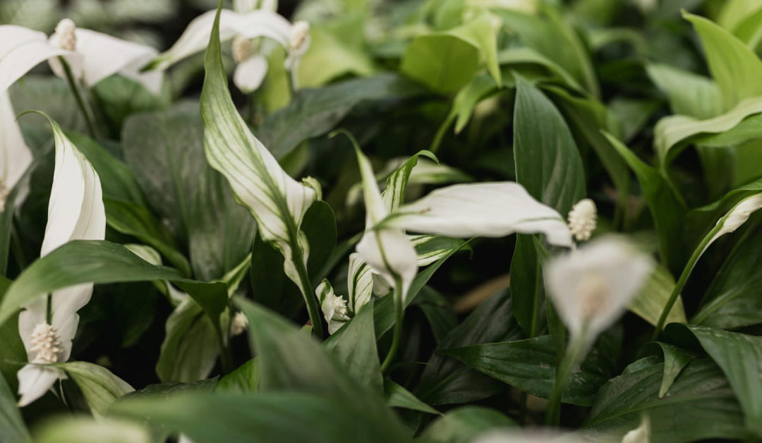 Peace Lily