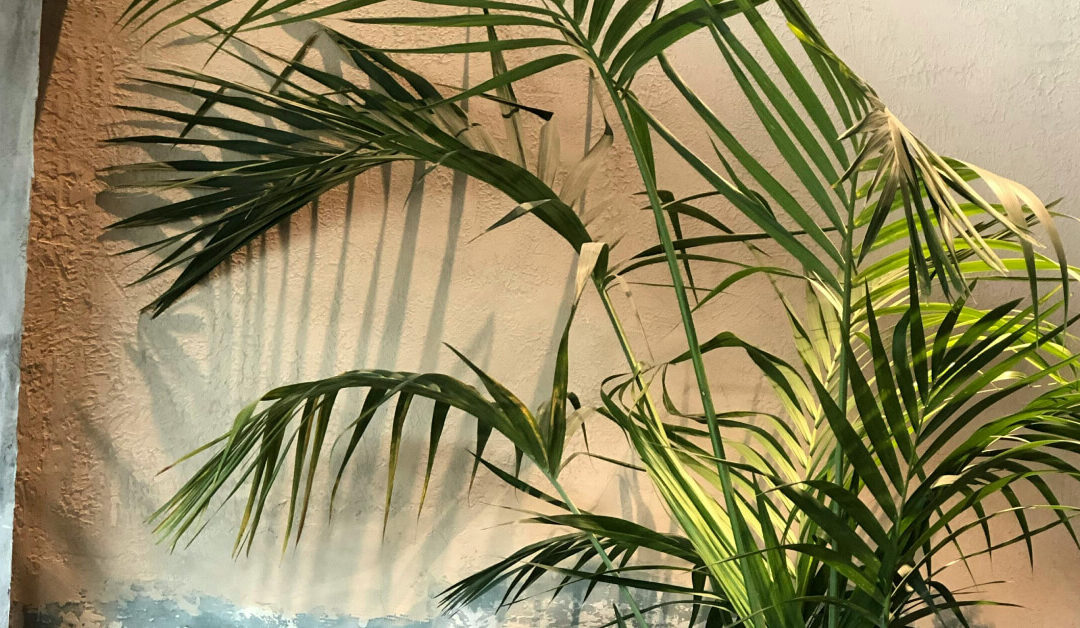 Kentia Palm