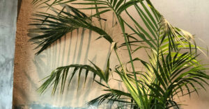 Kentia Palm: An Elegant Indoor Palm for a Touch of the Tropics