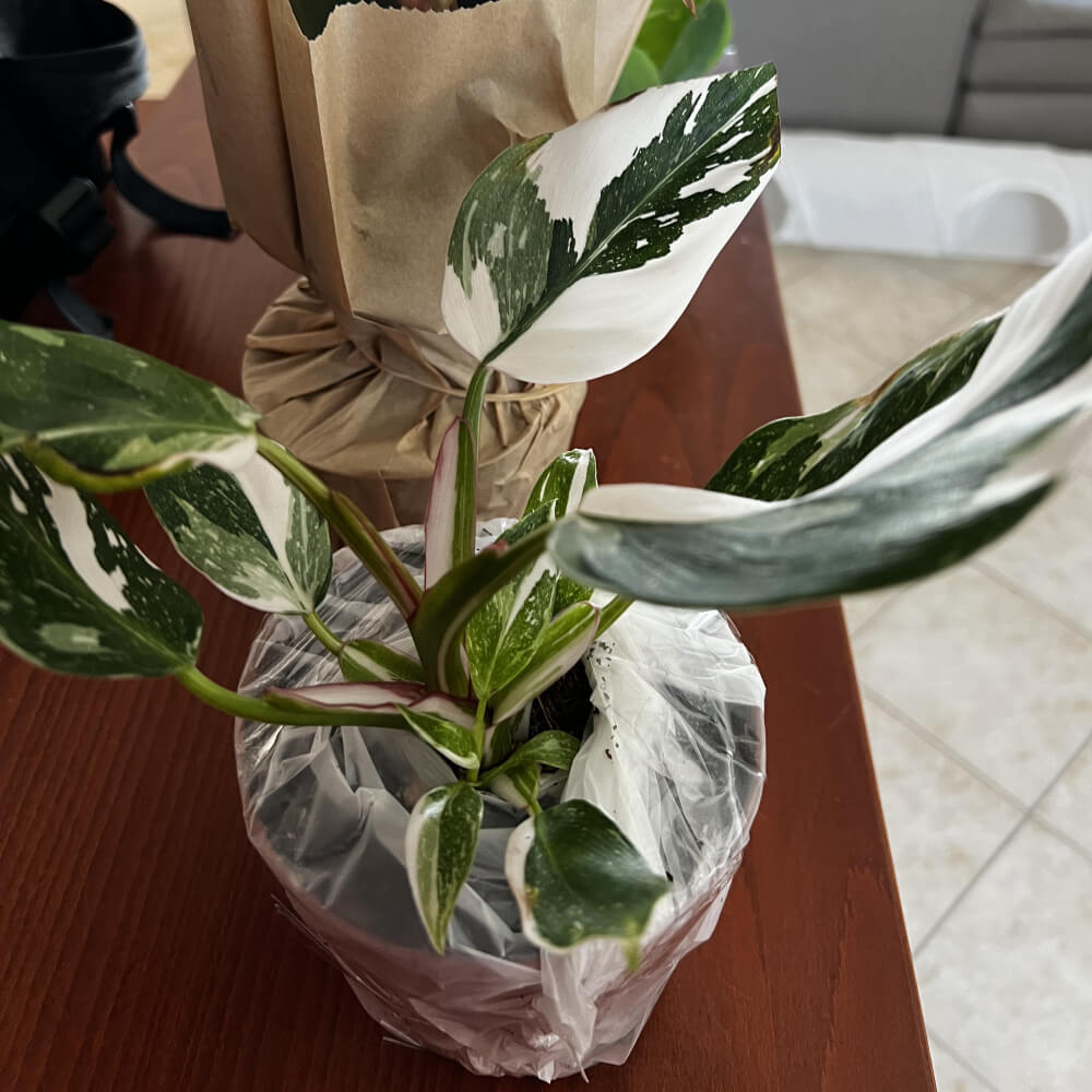 Philodendron White Princess