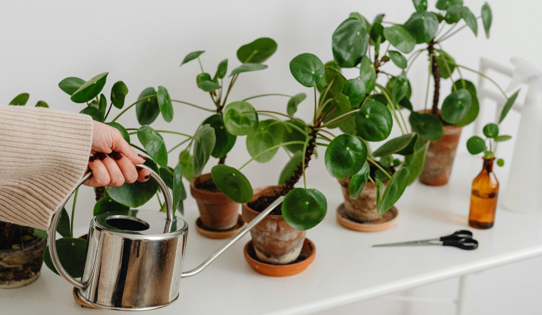 Fertilizer Timing: Reading Plant Signals for Optimal Nutrition