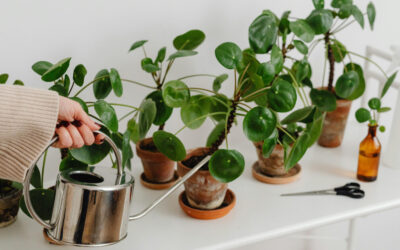 Fertilizer Timing: Reading Plant Signals for Optimal Nutrition