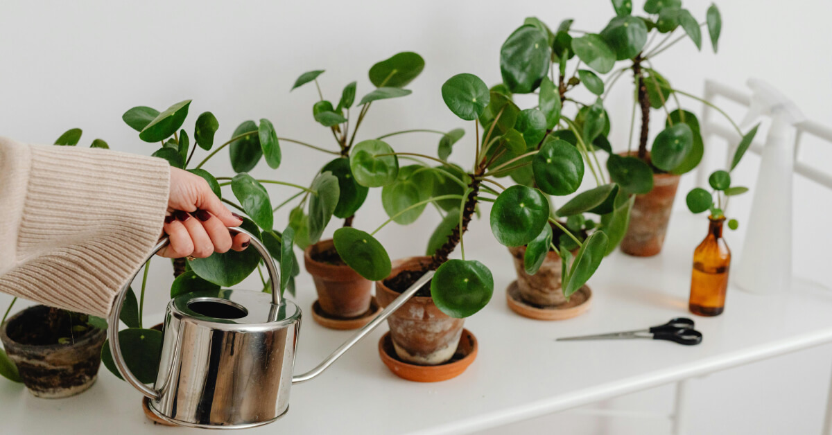Fertilizer Timing: Reading Plant Signals for Optimal Nutrition