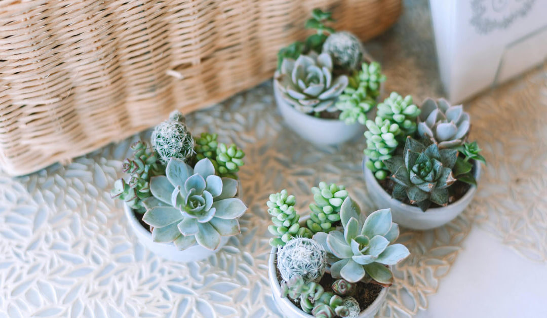 Plant Gifts: Choosing and Caring for Received Plants