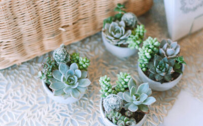 Plant Gifts: Choosing and Caring for Received Plants