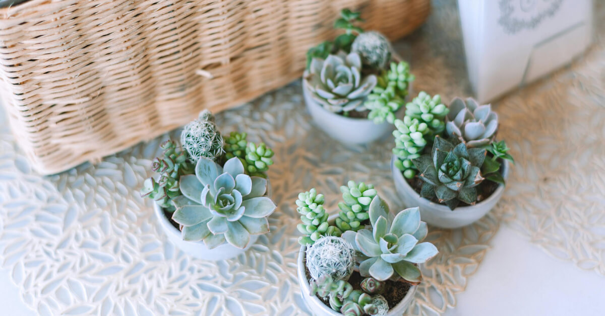 Plant Gifts: Choosing and Caring for Received Plants Guide