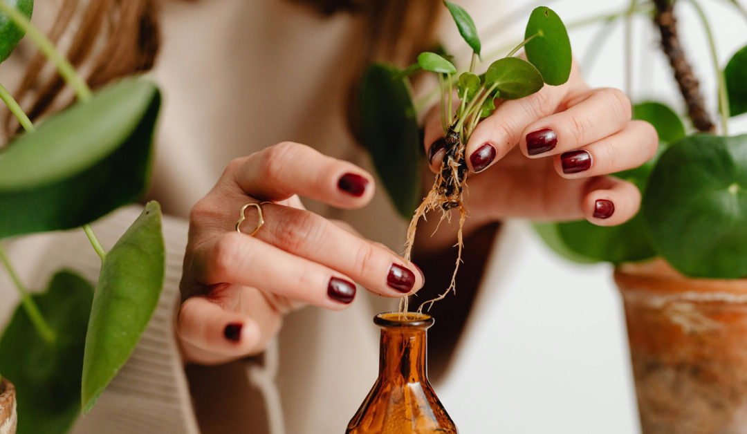 Plant Propagation Timing: When and How to Multiply Your Collection