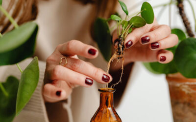Plant Propagation Timing: When and How to Multiply Your Collection