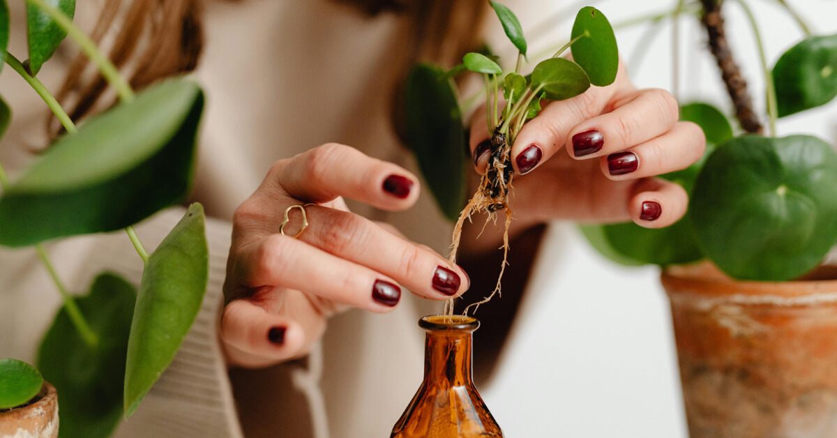 Plant Propagation Timing: When and How to Multiply Your Collection
