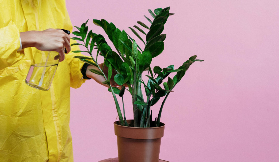 The Art of Plant Quarantine: Protecting Your Collection