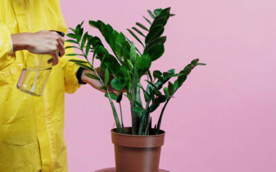The Art of Plant Quarantine: Protecting Your Collection