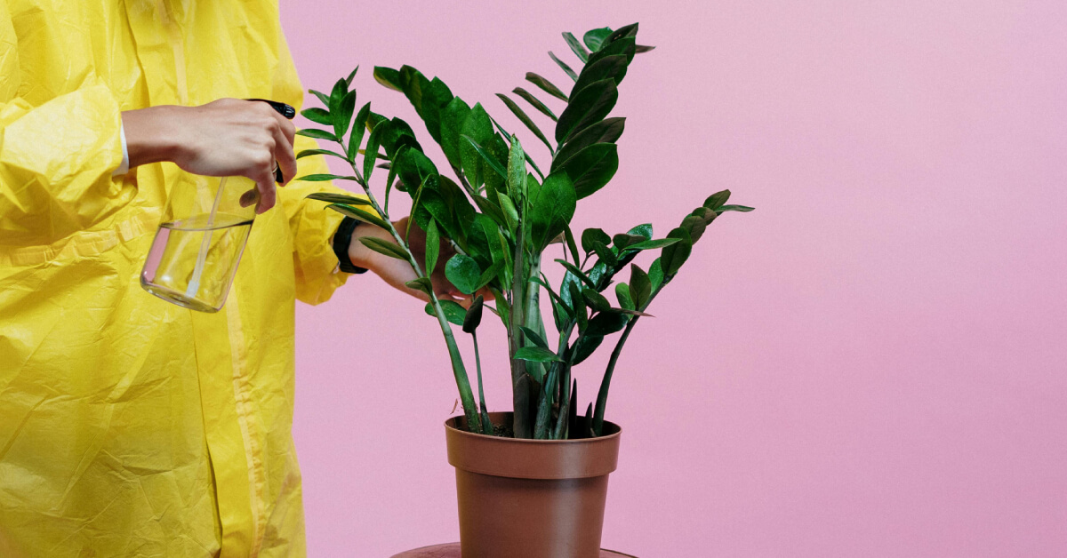 Plant Quarantine Guide: Protecting Your Houseplant Collection