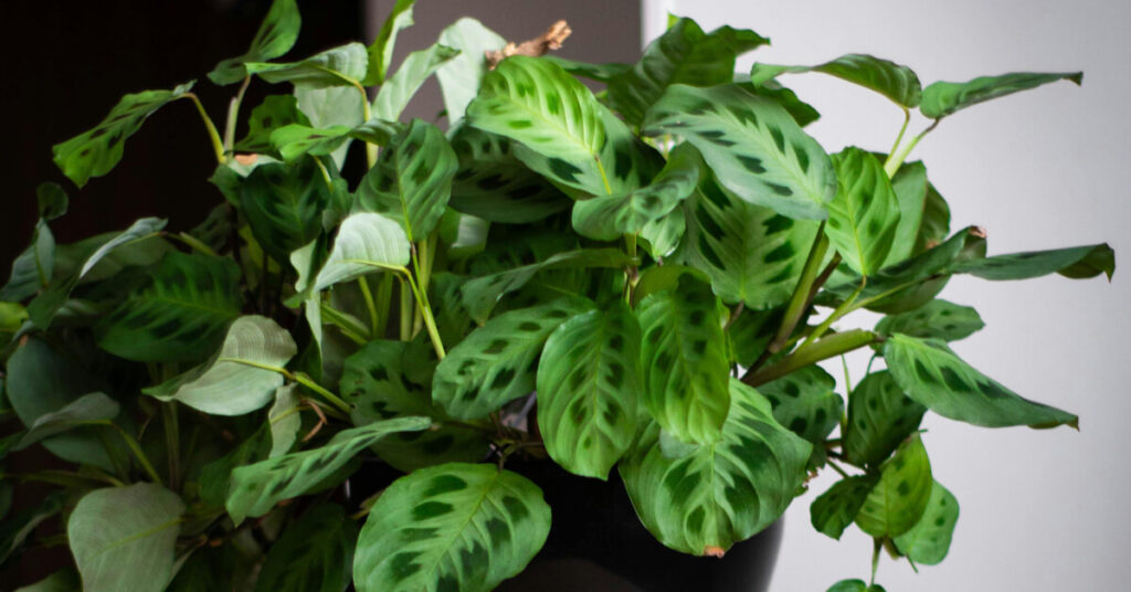 Prayer Plant Care Guide: Growing Maranta Leuconeura Indoors