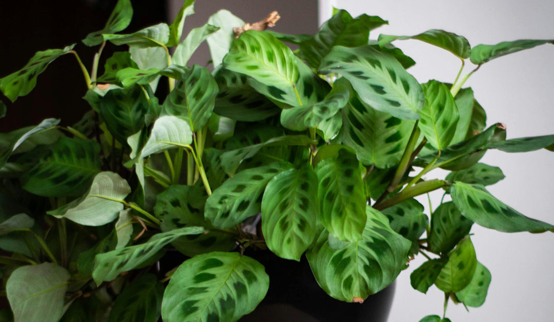 Prayer Plant