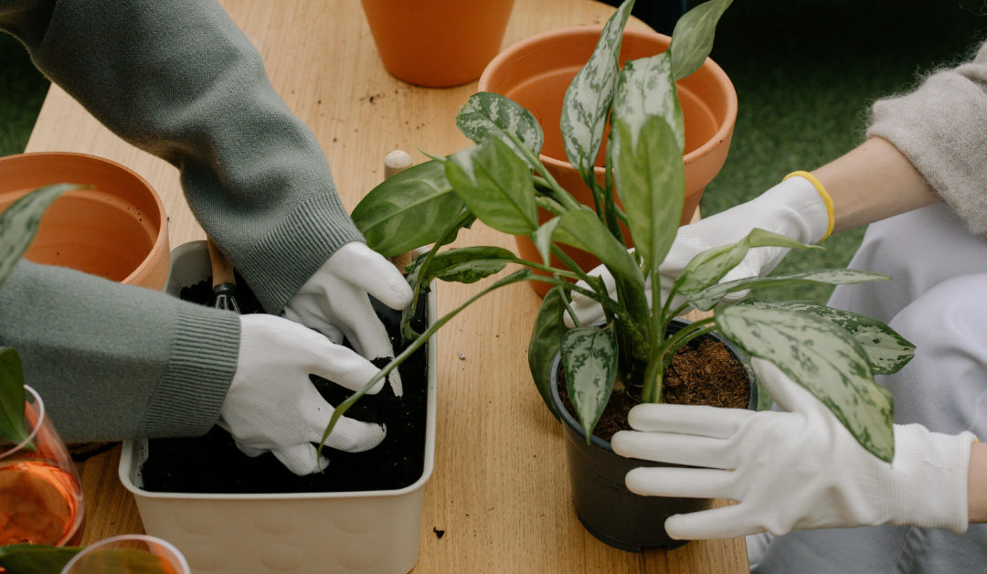 Reviving Neglected Plants: A Step-by-Step Rehabilitation Guide