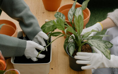 Reviving Neglected Plants: A Step-by-Step Rehabilitation Guide