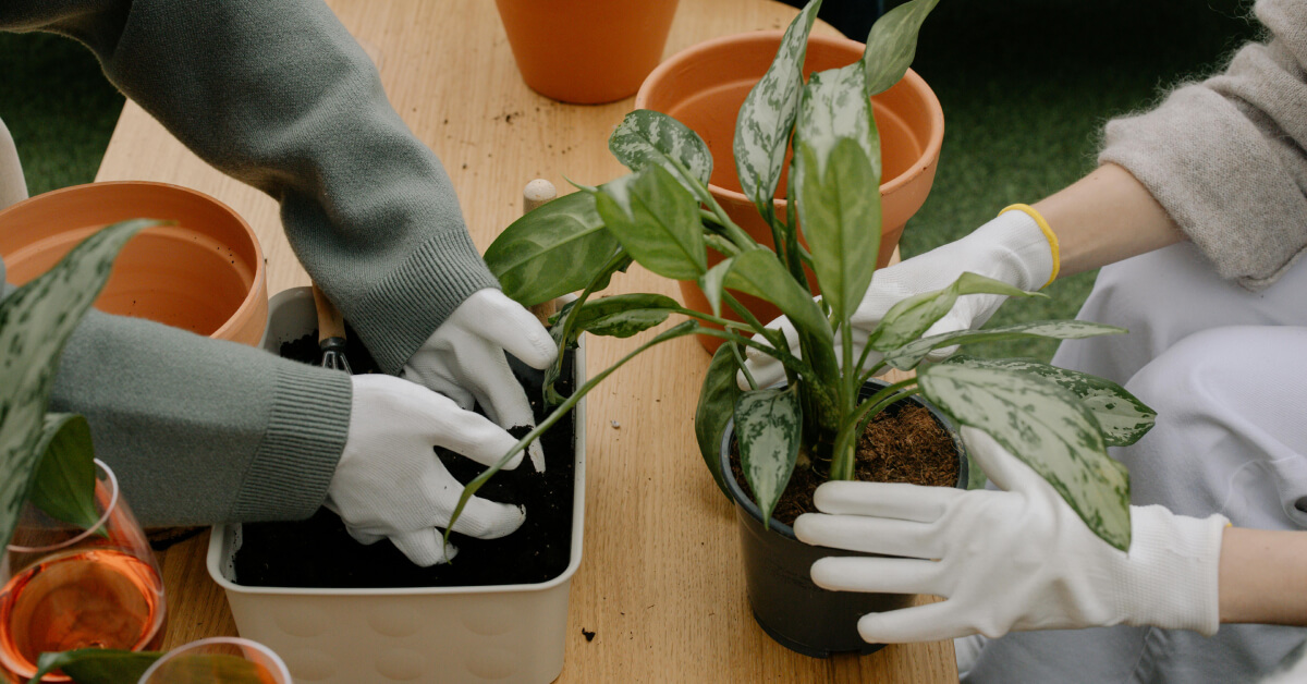 Reviving Neglected Plants: Step-by-Step Rehabilitation Guide