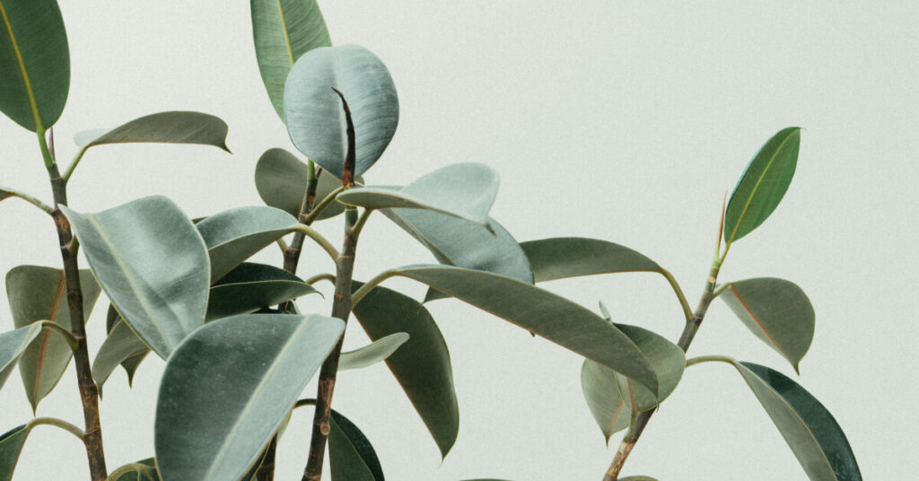 Rubber Plant: The Timeless Classic for Modern Homes
