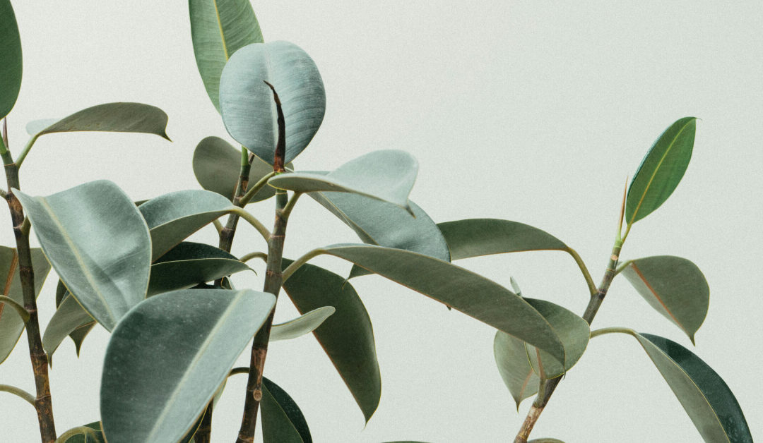 Rubber Plant