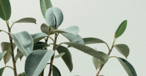 Rubber Plant: The Timeless Classic for Modern Homes