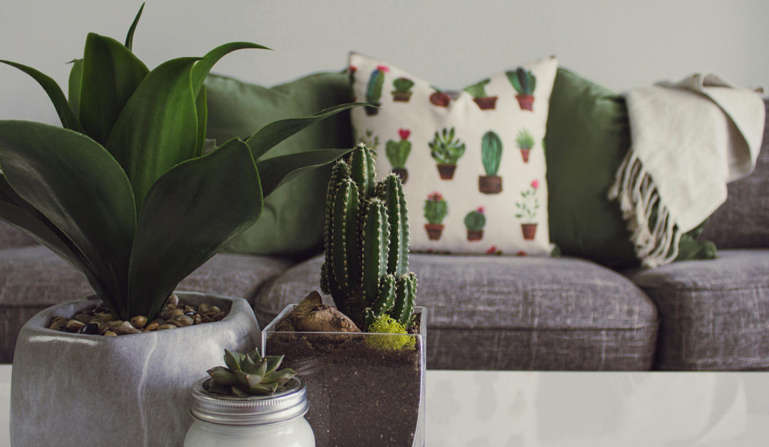 Compact Plant Collection: Small Houseplants Perfect for Apartments