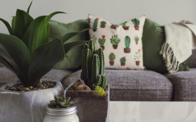 Compact Plant Collection: Small Houseplants Perfect for Apartments