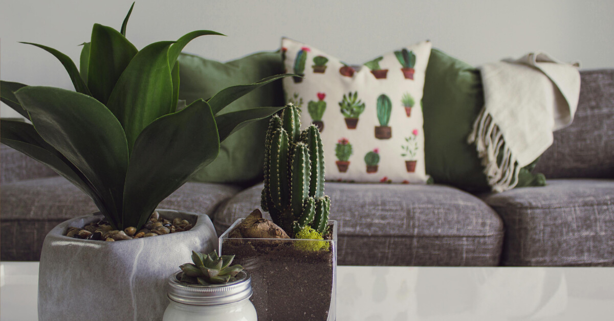 Compact Plant Collection: Small Houseplants Perfect for Apartments