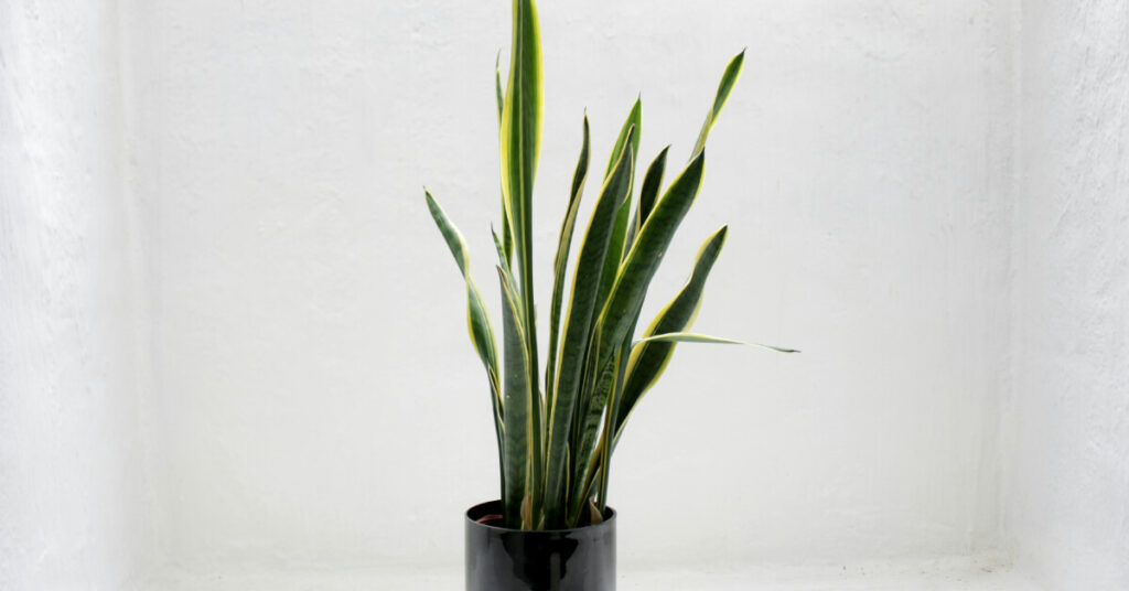 Snake Plant: The Bulletproof Architectural Marvel