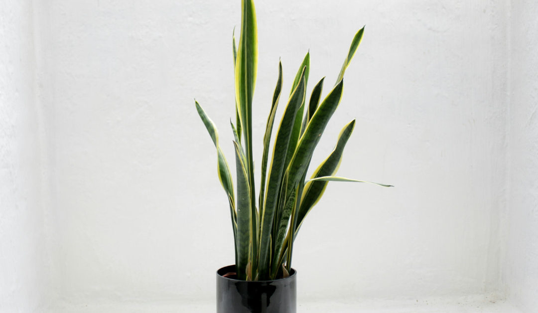 Snake Plant