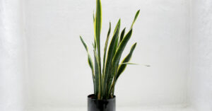 Snake Plant: The Bulletproof Architectural Marvel