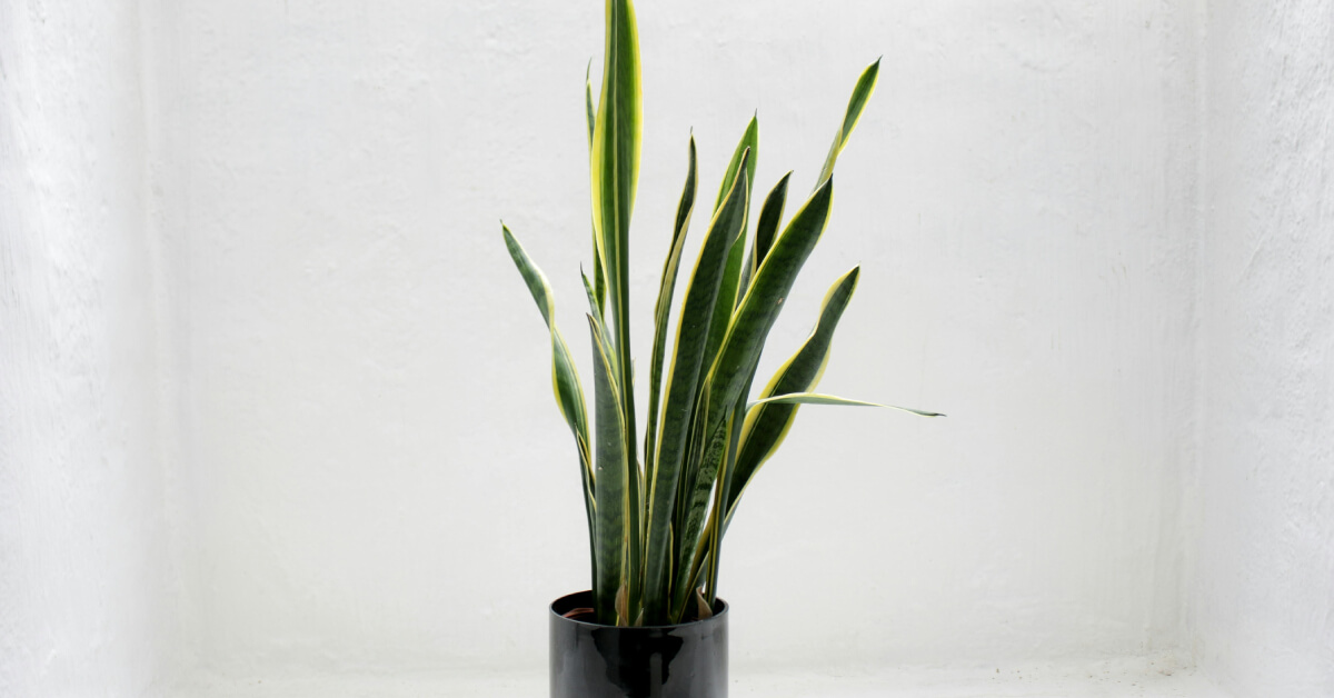 Snake Plant: The Bulletproof Architectural Marvel