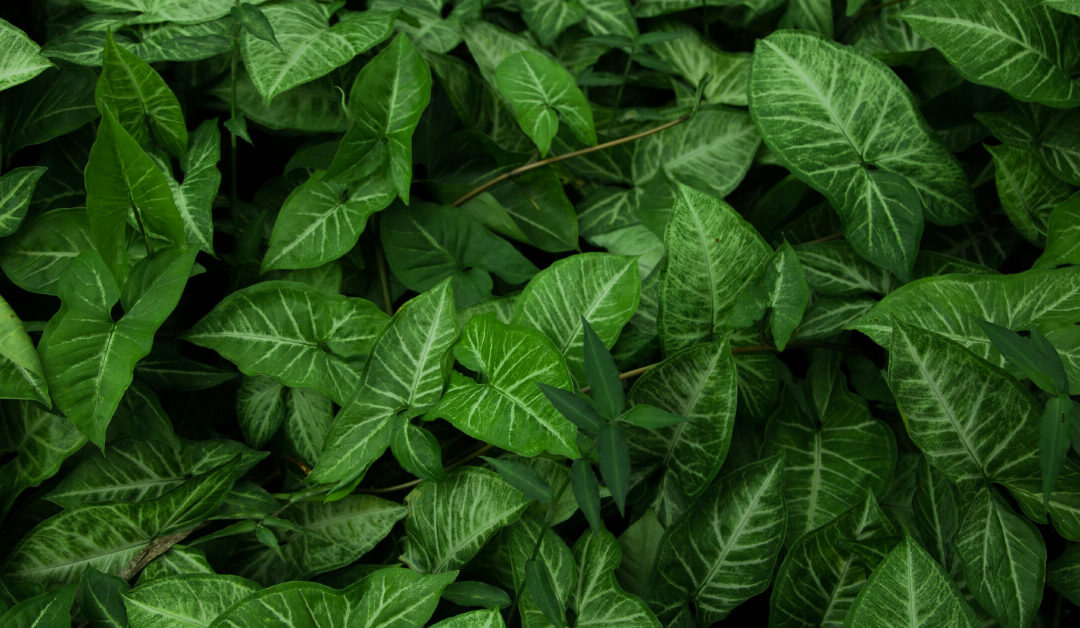 Syngonium
