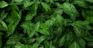 The Arrow-Shaped Beauty: Why Syngonium Deserves a Spot in Your Home