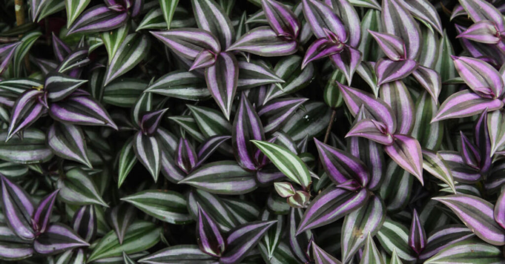 The Cascading Beauty: Why Wandering Jew Makes the Perfect Trailing Houseplant