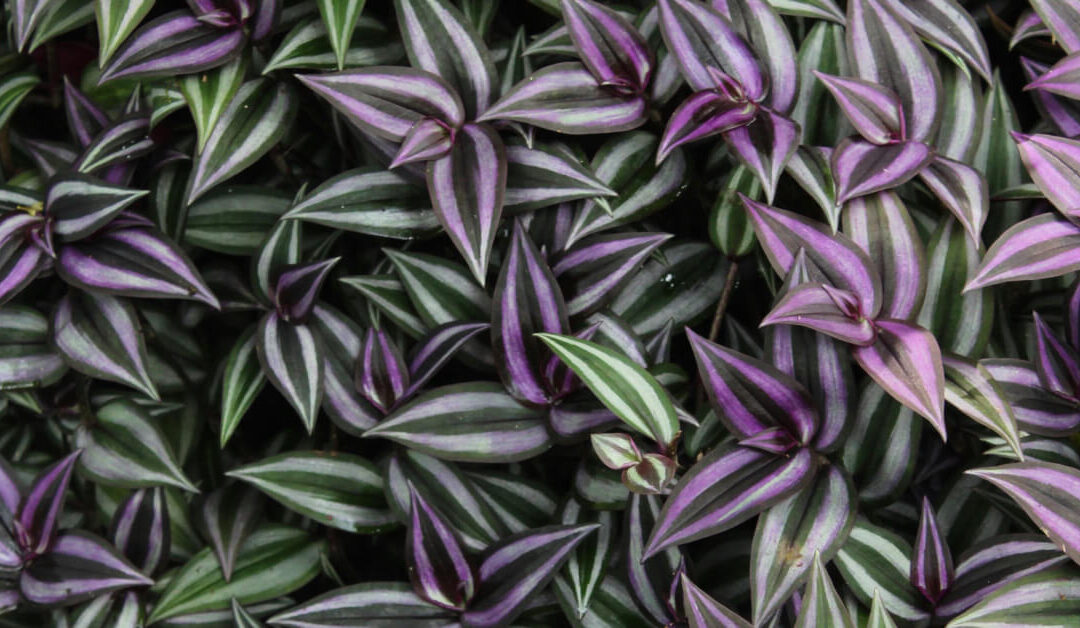 Wandering Jew