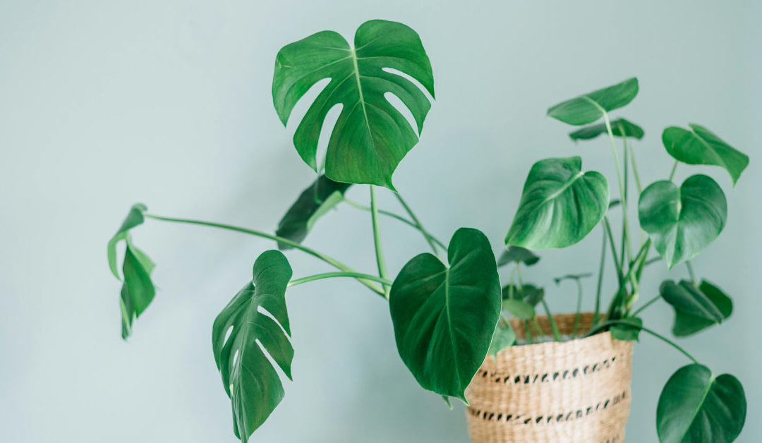 Why Plants Lean: Understanding Phototropism in Indoor Settings