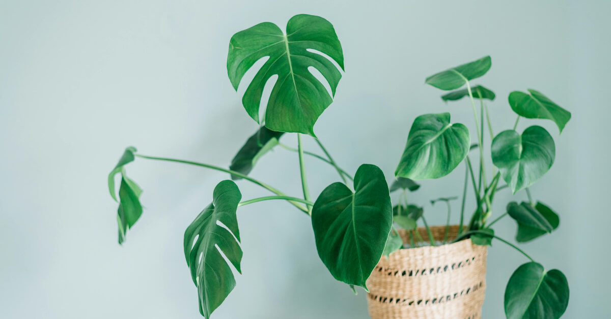 Why Plants Lean: Understanding Phototropism in Indoor Settings